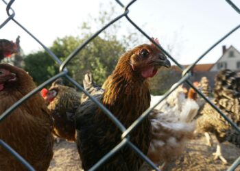 Detectan primer caso humano de influenza aviar en México. Foto de Unsplash