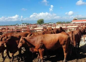 Ganado en México. Foto de Unsplash