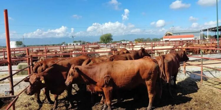 Ganado en México. Foto de Unsplash