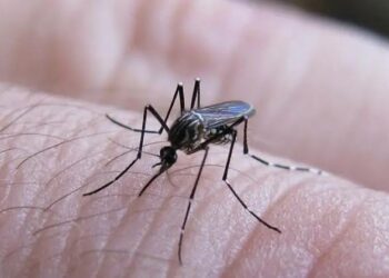 En lo que va del 2025, en Tamaulipas se registran 251 casos de dengue. Foto de web