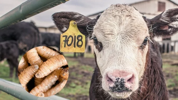 Gusano Barrenador y ganado | Foto: El Horizonte