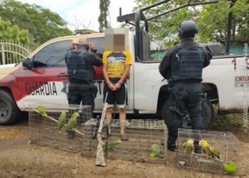 Detienen a sujeto con siete loros y un arma en Soto La Marina. Foto de Guardia Estatal