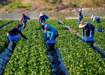 Esperan al menos 200 trabajadores agrícolas de Tamaulipas cambios en políticas migratorias de EE.UU.