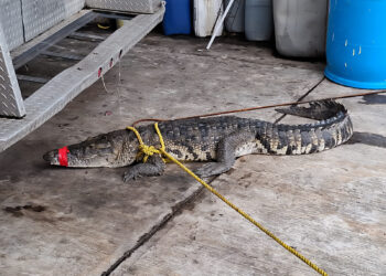 Profepa rescata a 49 cocodrilos por intensas lluvias en el sur de Tamaulipas. Foto de Profepa