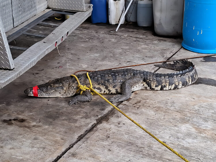 Profepa rescata a 49 cocodrilos por intensas lluvias en el sur de Tamaulipas. Foto de Profepa