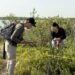 Colabora la UAT en la conservación del mangle en el litoral tamaulipeco