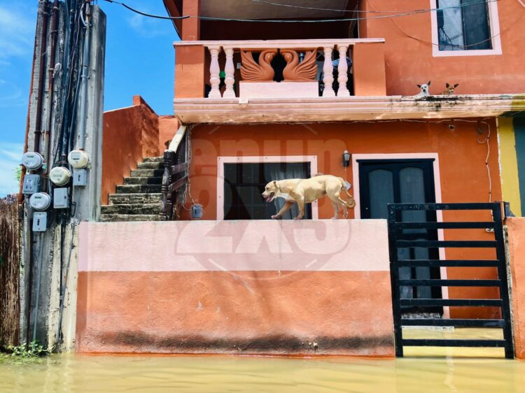Coepris inicia trabajos de saneamiento tras paso de Barry. Foto de Tania Villanueva/ EnUn2x3