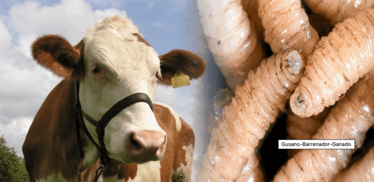 Tamaulipas en alerta por incremento de casos de gusano barrenador en Veracruz Foto BM EDITORES