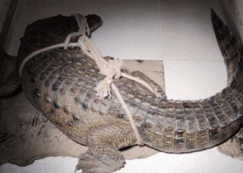 En cinco días, Profepa reubicó 88 cocodrilos tras lluvias en Tamaulipas. Foto de Profepa