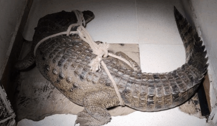 En cinco días, Profepa reubicó 88 cocodrilos tras lluvias en Tamaulipas. Foto de Profepa