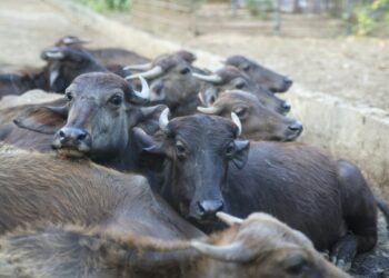 Sheinbaum pide indicadores claros por gusano barrenador. Foto de Unsplash