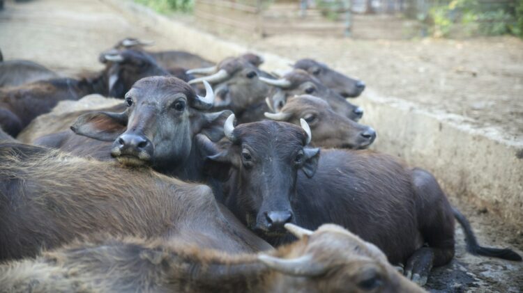 Sheinbaum pide indicadores claros por gusano barrenador. Foto de Unsplash
