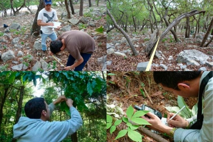 Busca la UAT conservar bosques de encino en Tamaulipas con tecnología geoespacial