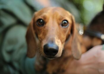 ¿Quién se queda con el perro? Congreso de CDMX aprueba reforma sobre custodia de mascotas. Foto de Unsplash