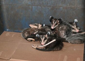 Reconoce Colectivo Animalista a Municipio por apoyar derechos de los animales