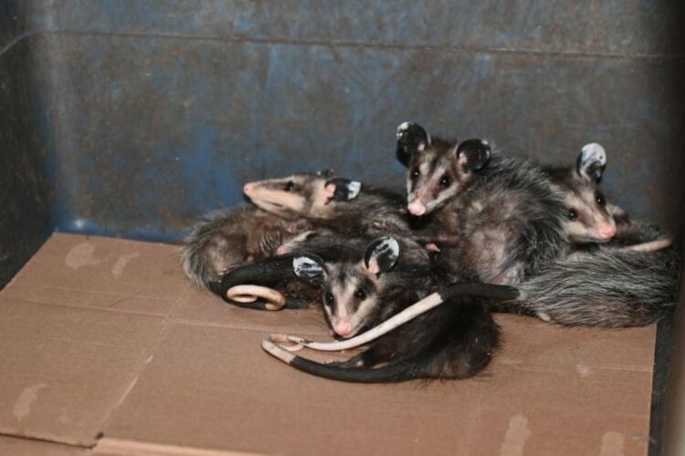 Reconoce Colectivo Animalista a Municipio por apoyar derechos de los animales