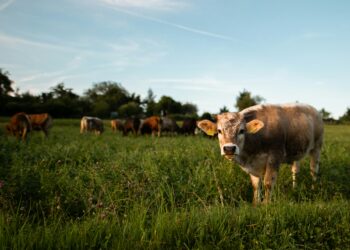 Presentarán proyecto para fortalecer producción nacional de carne; Tamaulipas será incluido en segunda fase. Foto de Unsplash