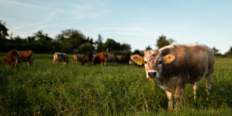 Presentarán proyecto para fortalecer producción nacional de carne; Tamaulipas será incluido en segunda fase. Foto de Unsplash