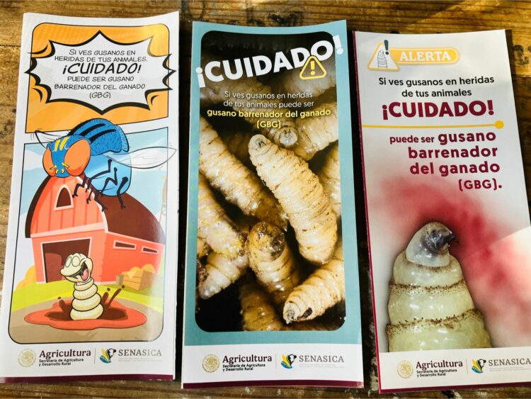 Piden vigilar heridas de mascotas domésticas por gusano barrenador. Foto de Tania Villanueva/EnUn2x3