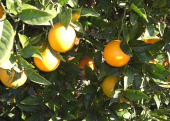 Buscan reconocimiento nacional e internacional para la naranja tamaulipeca. Foto de Gobierno de México