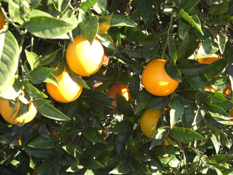 Buscan reconocimiento nacional e internacional para la naranja tamaulipeca. Foto de Gobierno de México