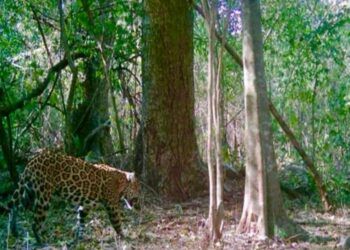 Promueve Gobierno de Tamaulipas programas de conservación de fauna