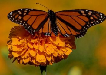 Impulsa Tamaulipas polinización en ruta de la mariposa monarca