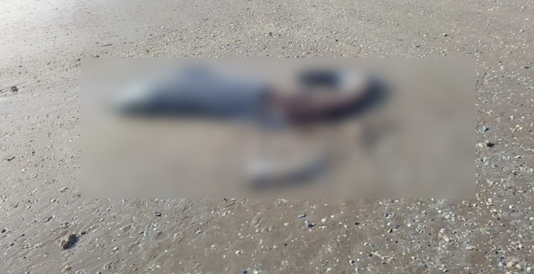 Denuncian cacería de delfines en Playa Bagdad. Foto de Conibio Global