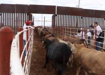 Productores confían en apertura gradual a la exportación de ganado. Foto de Gobierno de México
