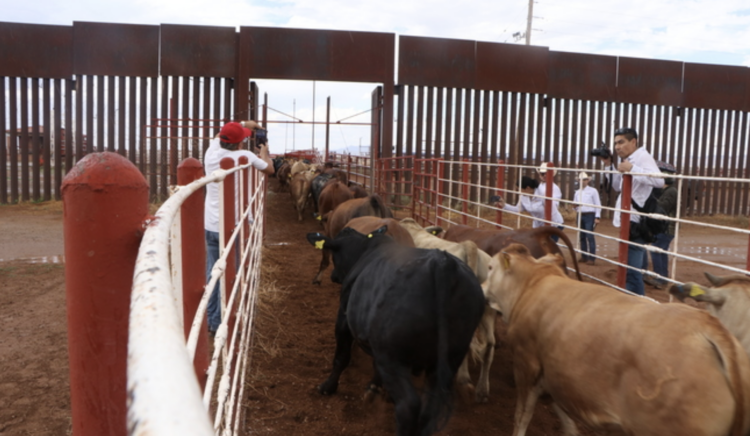 Productores confían en apertura gradual a la exportación de ganado. Foto de Gobierno de México