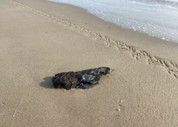 Descartan afectaciones en turismo ante detección de hidrocarburo en playas de Tamaulipas. Foto de Semar