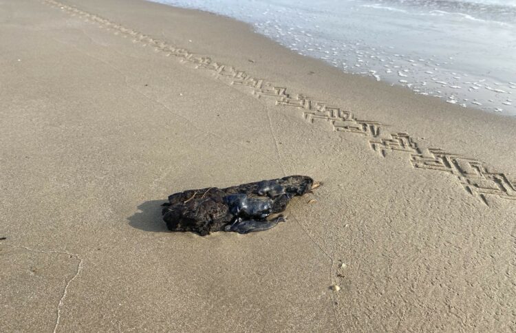 Descartan afectaciones en turismo ante detección de hidrocarburo en playas de Tamaulipas. Foto de Semar