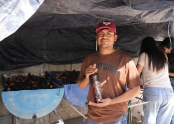 Desarrolla la UAT biofertilizantes líquidos a partir de lombricomposta