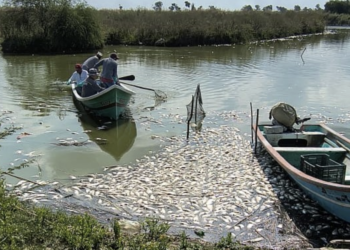 Mortandad de peces en el sur de Tamaulipas se dio por salinidad en el sistema. Foto de Facebook La Razón Tampico