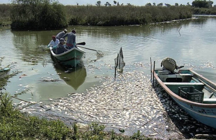 Mortandad de peces en el sur de Tamaulipas se dio por salinidad en el sistema. Foto de Facebook La Razón Tampico